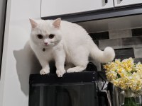 1 yaşında bembeyaz british shorthair dişi