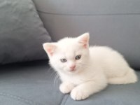 British Yavru Kediler