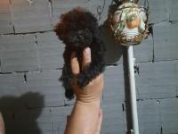 Siyah toy poodle teacup
