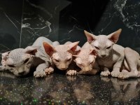 Safkan sfenks (yetişkin)