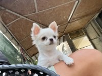 4 aylık safkan erkek şivava