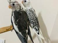 40 günlük sultan papağanı yavruları