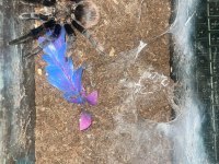 Erkek l11 damızlık albopulisum tarantula yeni sahibini bekliyor