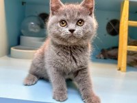 Sevimli British Shorthair Yavruları