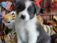 Enerjisiyle Hayatınıza Neşe Katacak Border Collie!