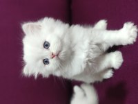 Yeni Aile Bekleyen Kediler