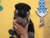 3 Aylık Şecereli Aşıları Tam Alman Kurdu Yavrular