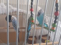 Şov jumbo muhabbet kuşları