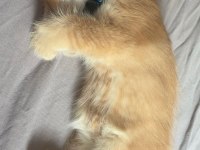 Turuncu British Longhair Erkek Yavru