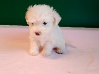 Sıfır Numara Maltese Yavrularımız