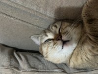 1 Yaşında Scottish Ve Tekir Kırması Kedimiz