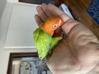 El Besleme Evcil Bebek Papağanlar