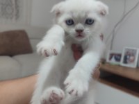 Yavru Kedilerimiz Yeni Yuvaları İçin Hazır