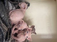 Sfenks Yavrularımız İçin Yuva Arıyoruz