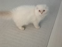 Scottish Fold Longhair Orjinal Safkan