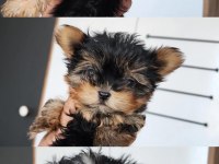 Yorkshire Terrier Yavrular 2.5 Aylık
