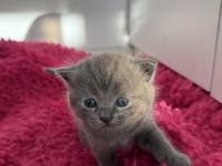 1 Buçuk Aylık Scottish Ve British Yavrular