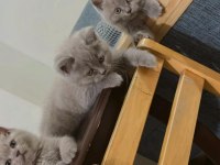 Ayı Surat British Shorthair Yavrularımız