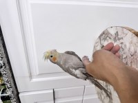 Sultan Papağanı Sahiplendirilecek