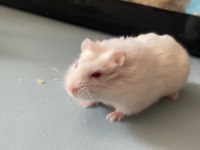 Hamster Gonzales İzmir Buca Orjinal Ve Tatlı