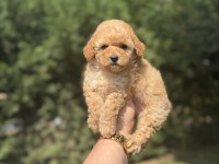 Bebek suratlı toy poodle bebekler