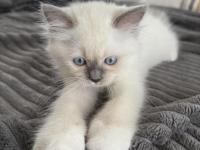 Safkan yavru ragdoll