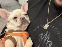 7 aylık dişi french bulldog