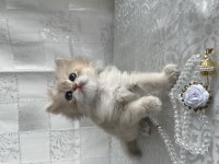 Çok Güzel Ve Oyuncu British Shorthair Ve Longhair Kediler