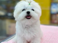 %100 orjinal maltese yavruları