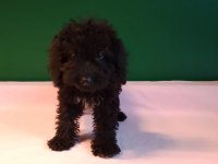 Siyah mini toy poodle yavrularımız