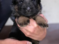 A kalite showline şecereli alman kurdu yavrular