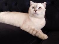 Scottish fold kedimiz