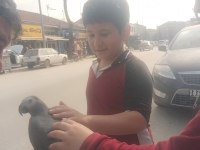 Jako Papağanı Ve Diğer Çeşitlerimiz Mevcuttur