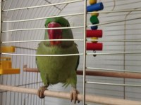 Erkek İskender Papağanı El Kuşudur