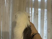 Erkek Sheltie Guinea Pig