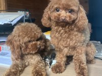 Özel T-Cup Dişi Poodle - Teddy Face 1,5 Kg