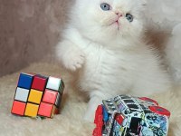 İddia Ediyorum Böyle Güzel İran Kedisi Yok