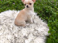 Beyaz krem elma kafa küt burun mükemmel anatomi yavru şivava