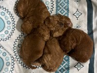 Teacup Toy Poodle Yavrular