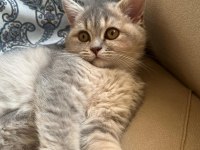 Kedimize Yuva Arıyoruz