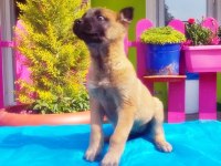 Belçika Kurdu Yavru