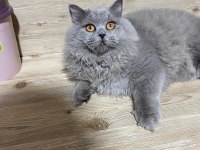 5 Aylık British Longhair