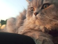 İran Ve British Melezi Sevimli Kızımızı Kalıcı Ev Arıyoruz