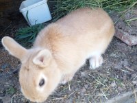 Bir dişi ve bir erkek eşli tavşanlar sahiplendirilecektir