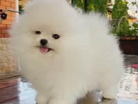 Teddy bear pomeranian yavruları
