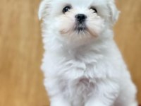 Dünya Tatlısı Maltese Yavruları