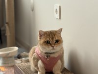 Ücretsiz sahiplendirme british shorthair