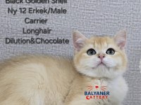 British shorthair golden erkek yavru