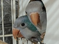 Yuva Hazırlığında Keşiş Monk Papağanları