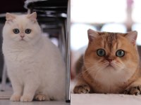 Şecereli British Shorthair Dişi Ve Erkek Yavru